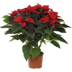 Discount Poinsettia rouge en pot Ø 21 cm