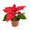 Online Poinsettia rouge en pot Ø 6 cm