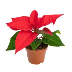 Online Poinsettia rouge en pot Ø 6 cm