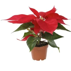 Online Poinsettia rouge en pot Ø 6 cm