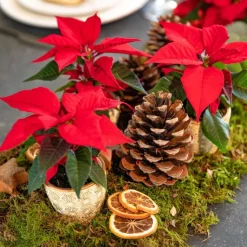 Online Poinsettia rouge en pot Ø 6 cm