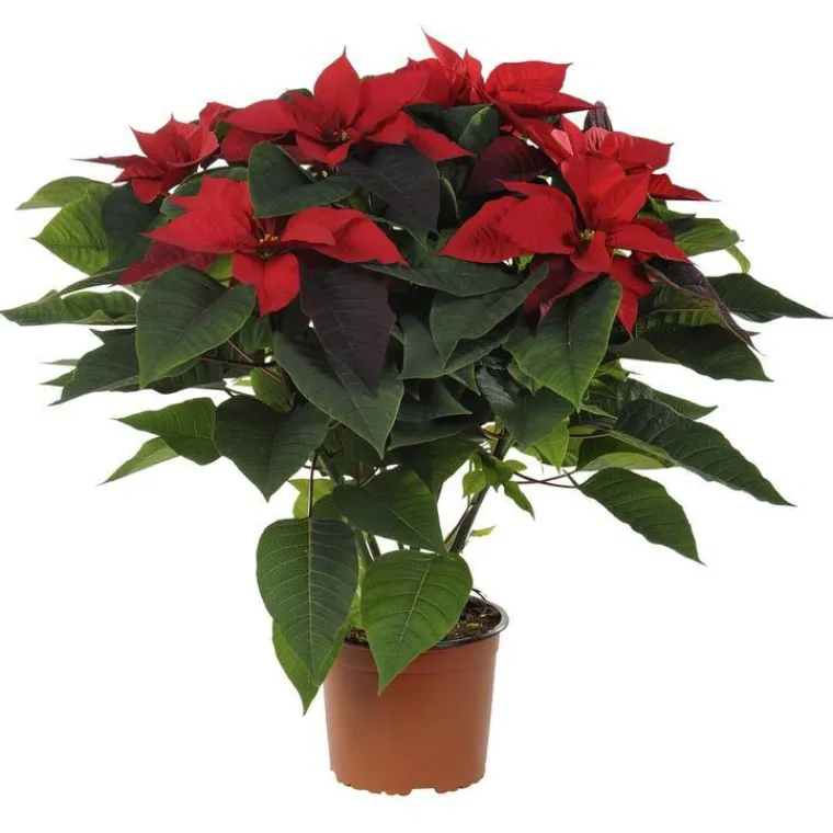 Outlet BOTANIC® Poinsettia rouge. La coupe de 27 cm