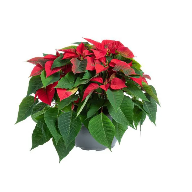 Outlet BOTANIC® Poinsettia rouge. La coupe de 27 cm