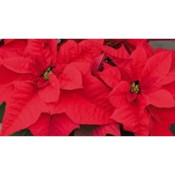 Outlet BOTANIC® Poinsettia rouge. La coupe de 27 cm
