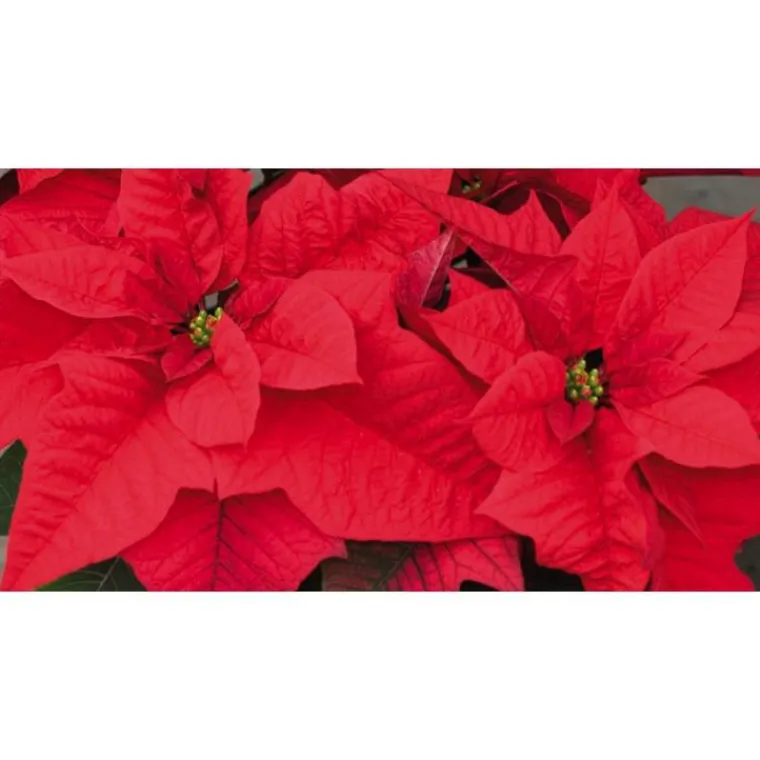 Outlet BOTANIC® Poinsettia rouge. La coupe de 27 cm