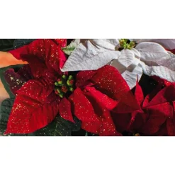 Clearance BOTANIC® Poinsettia rouge pailleté. La coupe Ø 27 cm