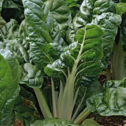 Best BOTANIC® Poiree Verte Berac Bio. La barquette de 3 plants