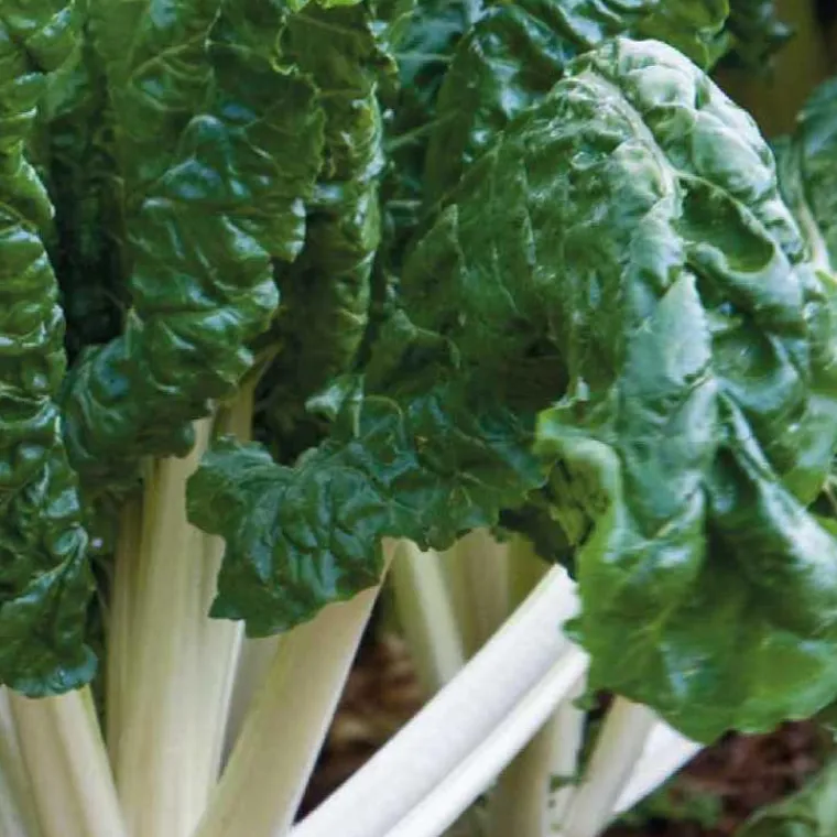 Best BOTANIC® Poiree Verte Berac Bio. La barquette de 3 plants