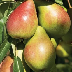 Discount BOTANIC® Poirier Louise Bonne Bio. Le pot de 15 litres