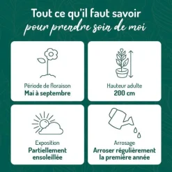 Sale BOTANIC® Pois de Senteur - Le pot de 9 x 9 cm