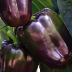 Discount BOTANIC® Poivron Chocolat Bio. Le pot de 9x9 cm