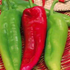 BOTANIC® Poivron Corne De Bœuf Corno Di Toro Rosso Bio. La barquette de 3 plants