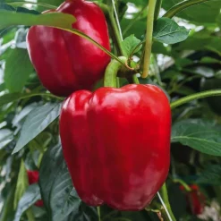 Discount BOTANIC® Poivron Rouge Predi Bio. Le pot de 10,5 cm