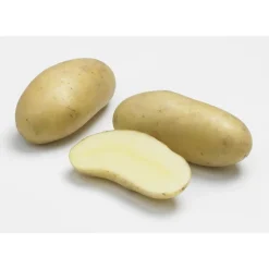 Hot Pomme de terre Amandine calibre 25/32 Plantéo - Le sac de 25 plants