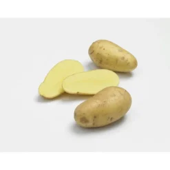 Outlet BOTANIC® Pommes de terre Charlotte bio calibre 0001, 10 plants