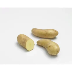 New Pommes de terre Ratte calibre 25/32, 60 plants