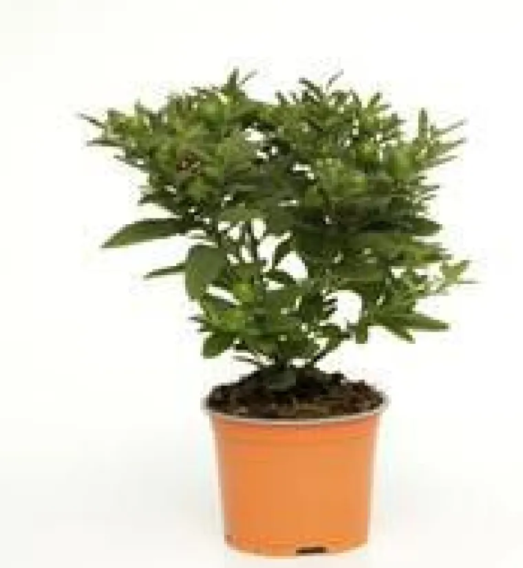 Pommier D'Amour - Le pot diam 12 cm