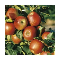 BOTANIC® Pommier Delbard Jubile® Delgollune. En racine nue, forme palmette U simple