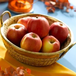 Sale BOTANIC® Pommier Harmonie® Delorina Bio. Le pot de 12 litres forme gobelet