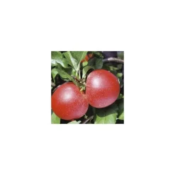 Clearance BOTANIC® Pommier Royal Gala. En racine nue, forme 1/2 tige calibre 6/8