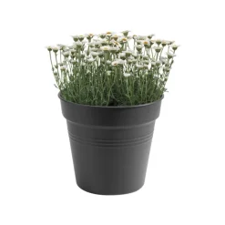 Discount ELHO Pot 30cm Green Basics noir