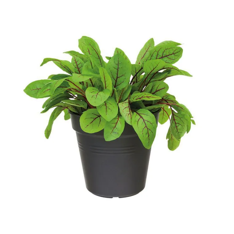 Sale ELHO Pot 19cm Green Basics noir