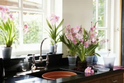 Discount ELHO Pot D13 cm provence orchidées transparent