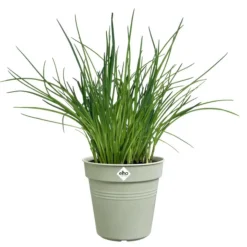 ELHO Pot de culture en polypropylène vert pierre Green basics - Ø 24 x H 22,1 cm