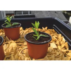 NORTENE Pot de germination coloris orange Ø 9 cm