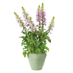 ELHO Pot en polypropylène vert pistache Vibia Campana - Ø 25 x 21 cm