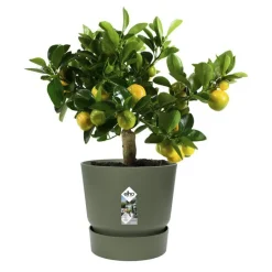 Best ELHO Pot Greenville rond de 13 L coloris vert Ø 30 x H 28 cm