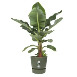 Best ELHO Pot Greenville rond de 13 L coloris vert Ø 30 x H 28 cm