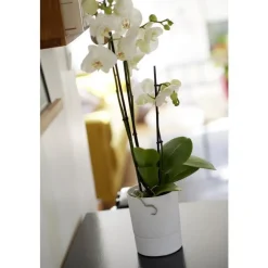 Best EDA Pot Orchidée Aquaduo blanc ivoire 1,3 L