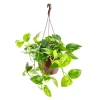 Outlet Pothos Aureus suspension Ø23xH50 cm