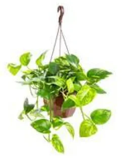 Pothos Aureus suspension Ø15xH40 cm