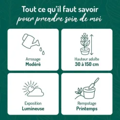 BOTANIC® Pothos pictus vert en pot blanc émaillé . Le pot Ø 15 cm