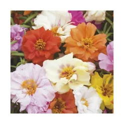 Hot BOTANIC® Pourpier à fleurs doubles - Le pack de 6 plants