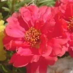 Hot BOTANIC® Pourpier à fleurs doubles - Le pack de 6 plants