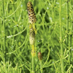Online BOTANIC® Prêle des champs pot de 3 litres