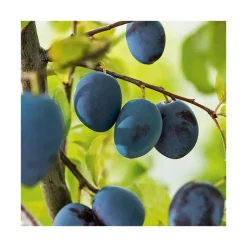 BOTANIC® Prunier Cul De Poulet. Le pot de 15 litres forme 1/2 tige