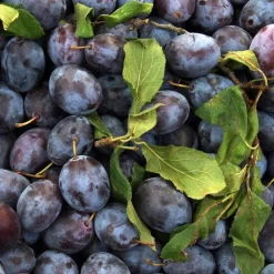 Sale BOTANIC® Prunier Mirabelle De Nancy. En racine nue, forme 1/2 tige