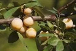 Outlet BOTANIC® Prunier Mirabelle De Nancy. En racine nue, forme gobelet