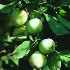 Outlet BOTANIC® Prunier Mirabelle De Nancy. En racine nue, forme gobelet