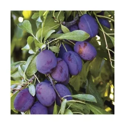 BOTANIC® Prunier Quetsche D'Alsace. Le pot de 12 litres, forme gobelet