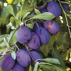 Outlet BOTANIC® Prunier Quetsche D'Alsace Bio. Le pot de 15 litres