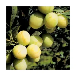 Outlet BOTANIC® Prunier Reine Claude Dorée Bio. Le pot de 12 litres, forme gobelet