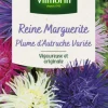 VILMORIN Reine Marguerite Plume d'Autruche variée - graines à semer