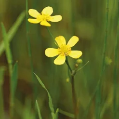 Online BOTANIC® Renoncule de berge godet 9x9 cm