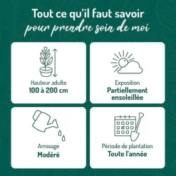 Clearance BOTANIC® Rhododendron anna rose whitney rose en pot de 7,5 L