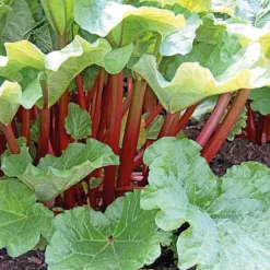 Clearance BOTANIC® Rhubarbe Bio. Le pot de 2,5 litres